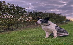 Border Collie dogs for sale: Beautiful Blue Merle Pup - Image 1