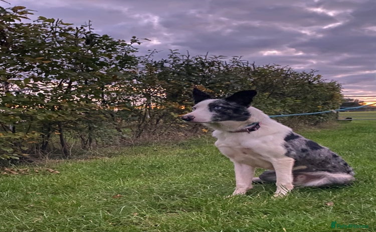 Border Collie dogs - Advert 1