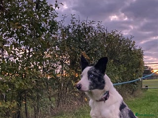 Border Collie dogs - Advert 10