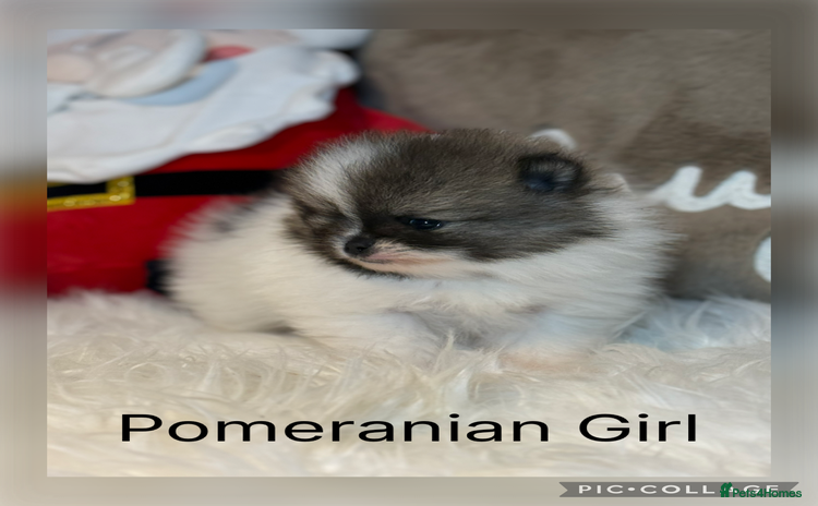 Pomeranian dogs - Advert 1