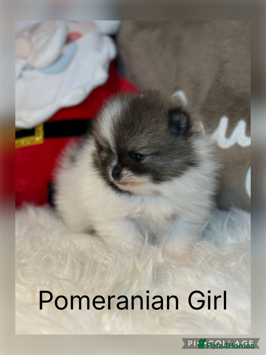 Pomeranian Puppies for sale in Newcastle upon Tyne, Tyne and Wear