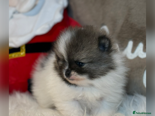 Pomeranian dogs - Advert 12