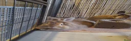 Lionhead rabbits for sale: Bonded lion head sisters - Advert 3