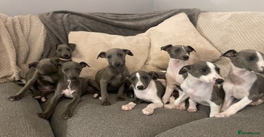 Whippet dogs - Advert 10