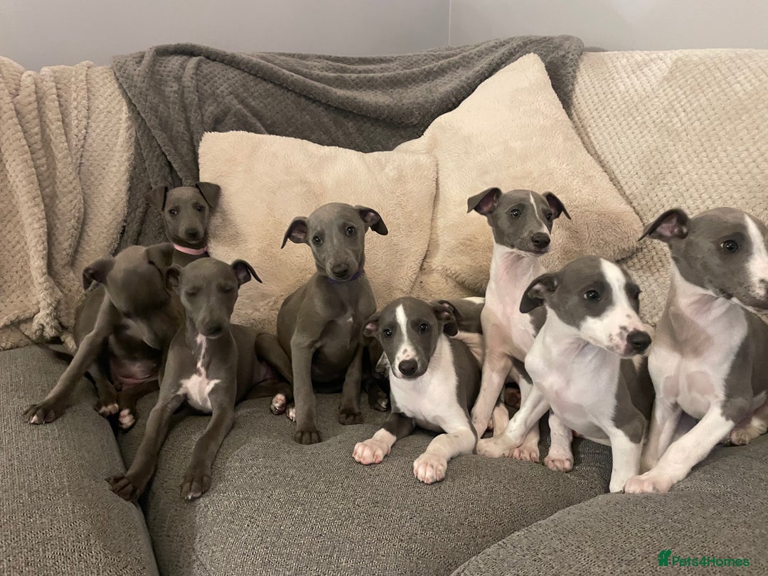 Whippet dogs for sale: ⭐️ Beautifully bred whippet pups ⭐️ - Image 2