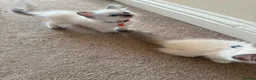 Ragdoll cats for sale: Purebred Ragdol Kitten - DNA Verified 100% - Advert 23