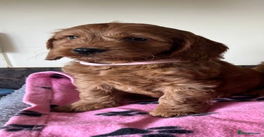 Cockapoo dogs - Advert 2