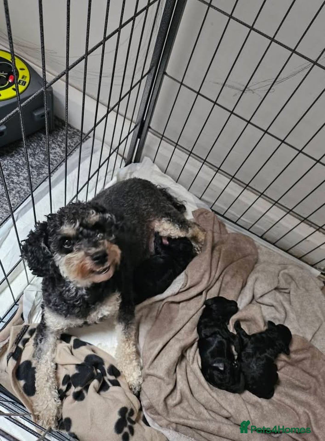 Toy Poodle dogs for sale: Champion bloodline toys - Image 3