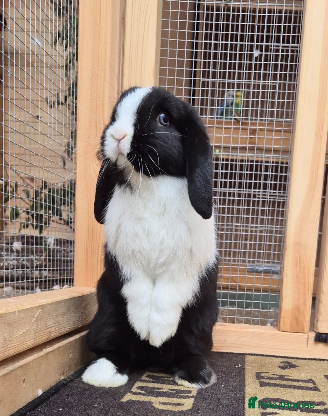 Mini Lop rabbits Mini lops - Advert 2