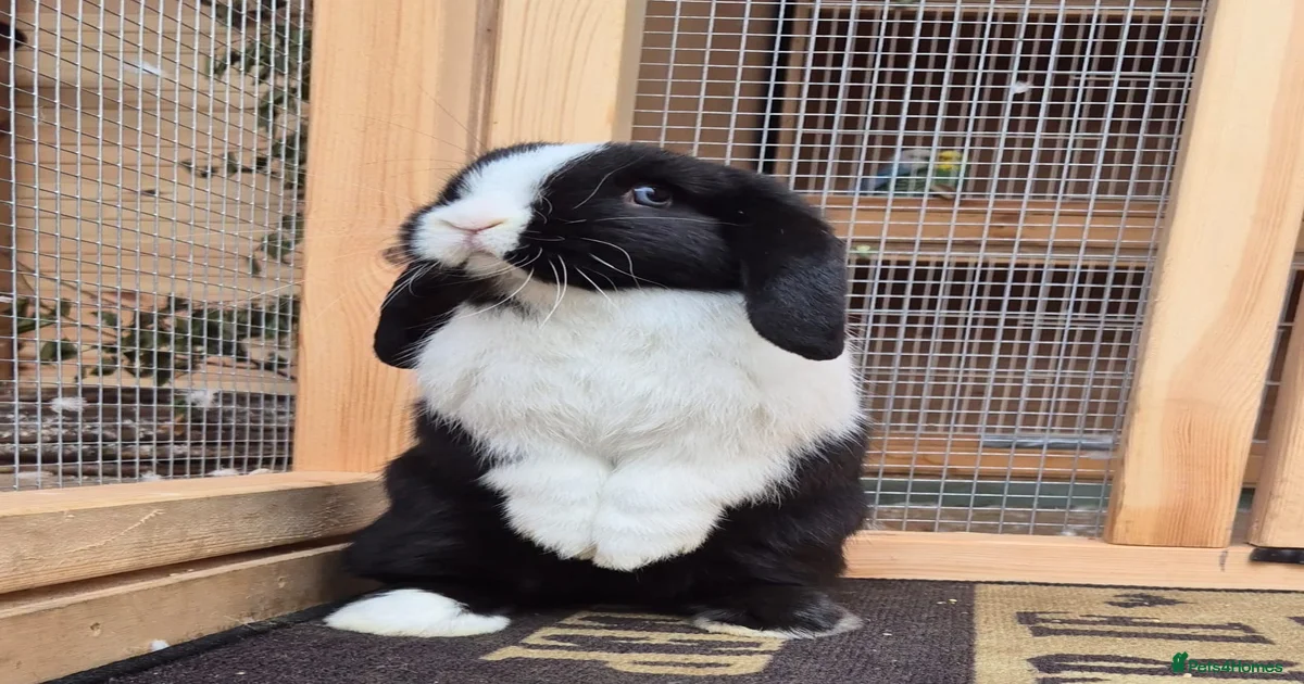 Mini Lop Rabbits for Sale for sale in Middlesbrough, Middlesbrough ...
