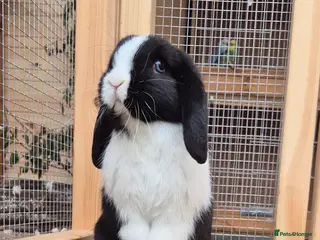 Mini Lop rabbits Mini lops - Advert 2