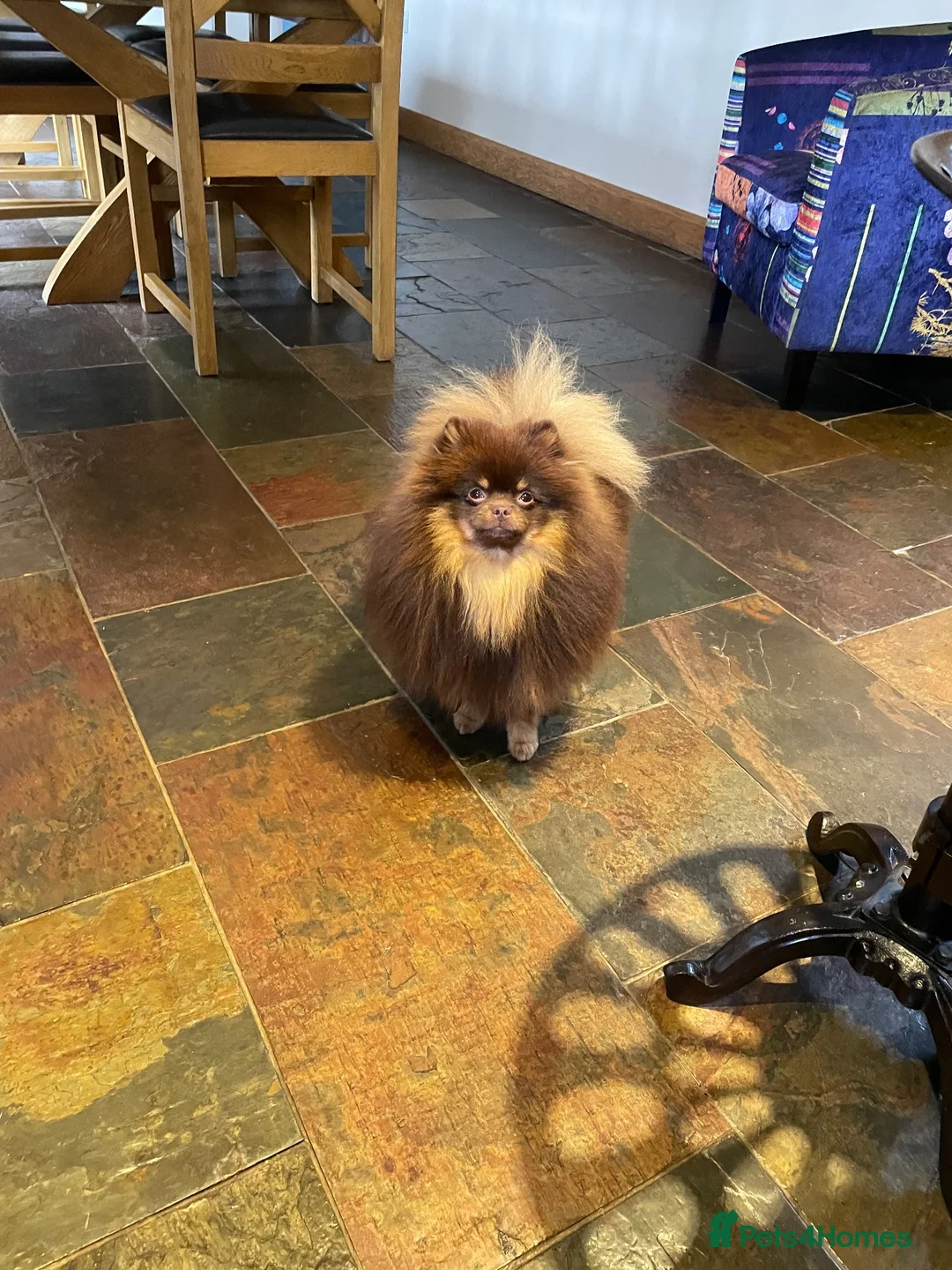 Pomeranian dogs for stud: FOR STUD  - Advert 2