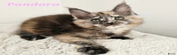 Maine Coon cats for sale: Stunning Maine Coon kittens  - Advert 6