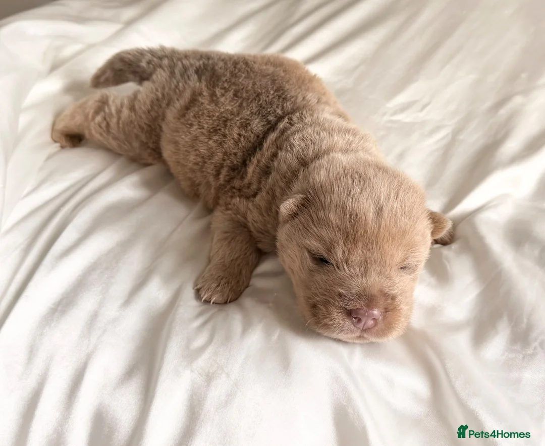 Shar Pei dogs for sale: ⭐️ BEAR COAT Shar pei Pups ⭐️ - Advert 2