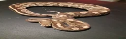 Python Snake reptiles for sale: Royal Python collection in Westcliff-on-Sea - Advert 5