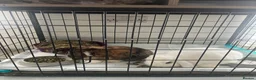 Mini Lop rabbits for sale: Two male rabbits  in Houghton le Spring - Advert 1