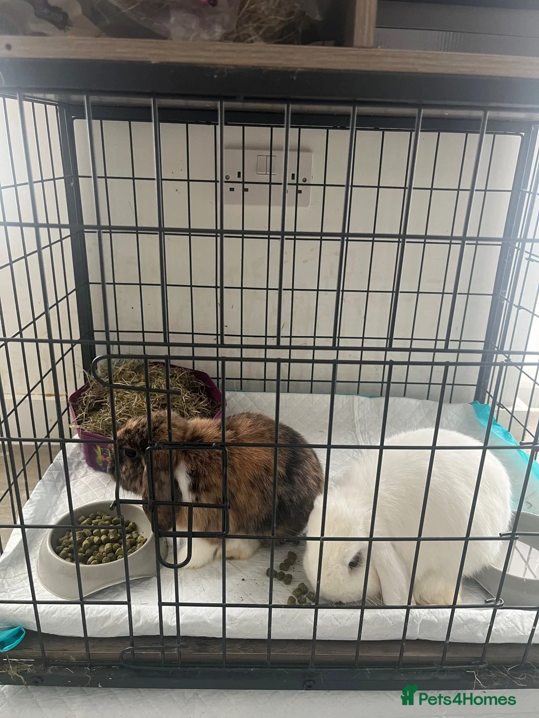 Mini Lop rabbits for sale: Two male rabbits  in Houghton le Spring - Advert 1