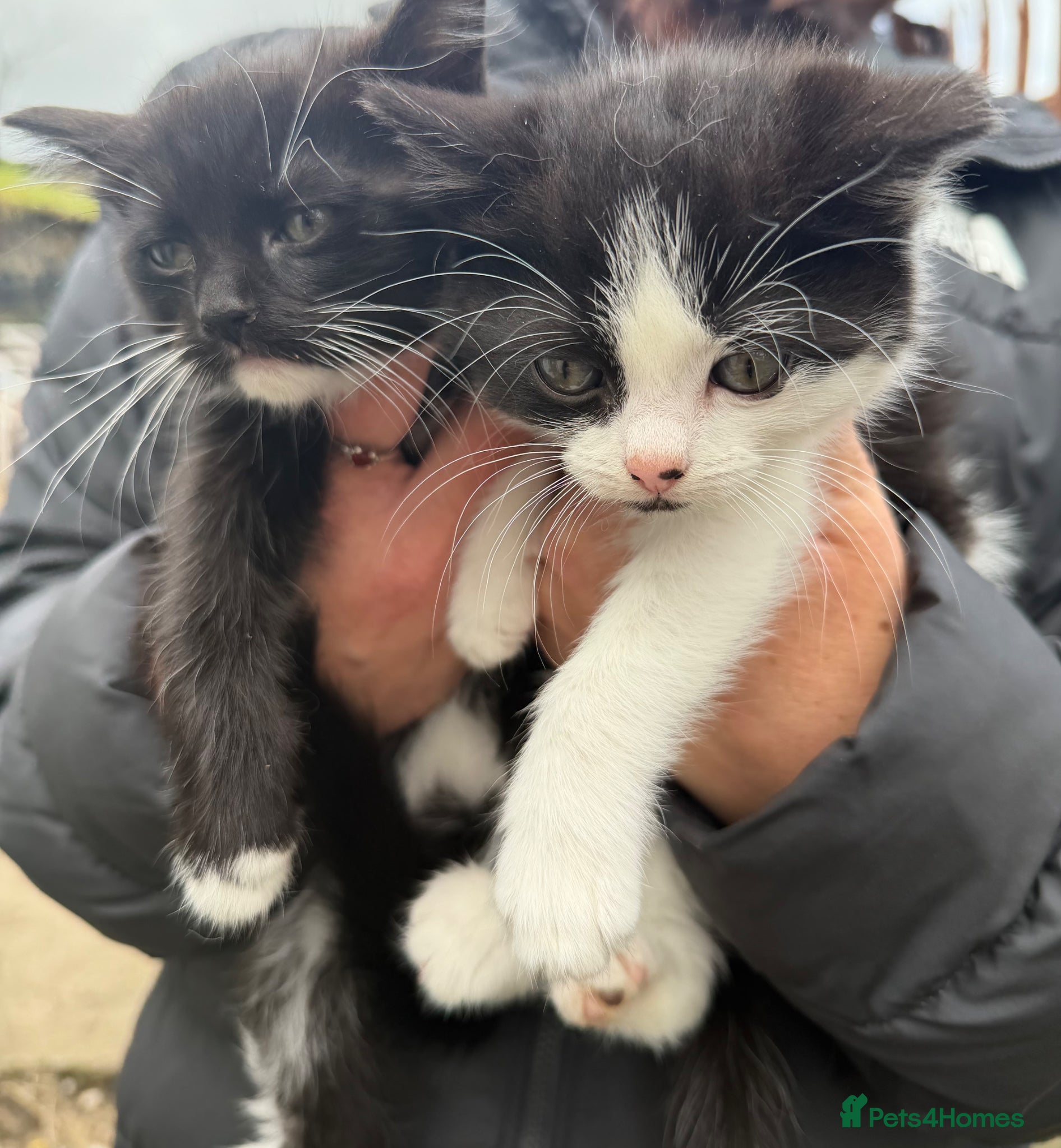 Ragdoll cats ragdoll x  - Advert 2