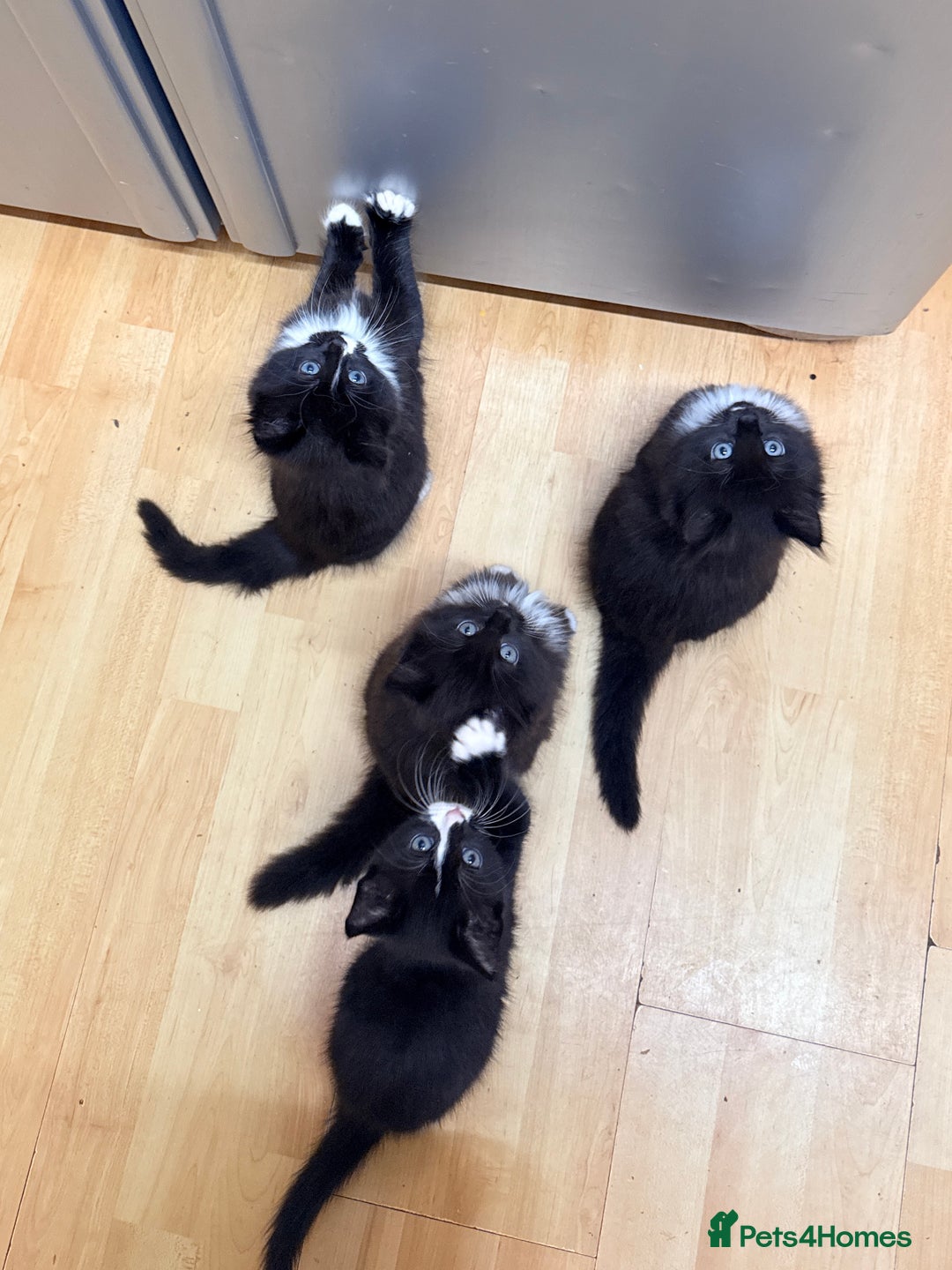 Mixed Breed cats for sale: 4 Beautiful TUXEDO Kittens Available <3 - Advert 18
