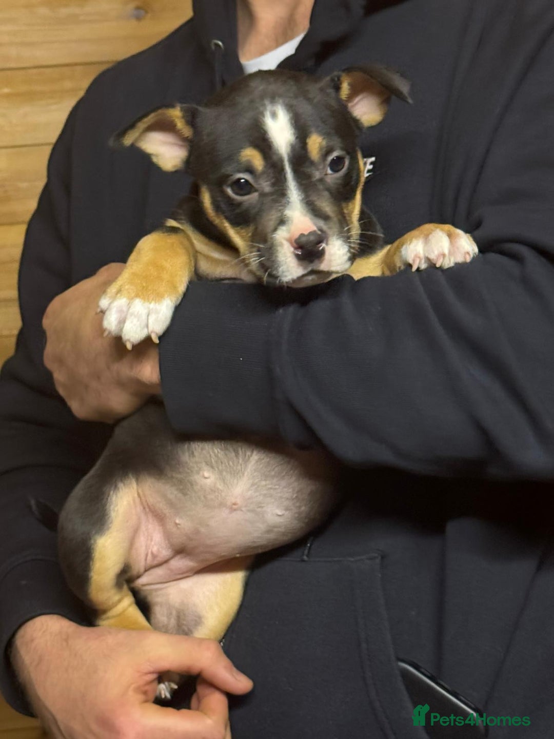 American Bully dogs for sale: Pocket bully - Advert 3