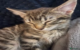 Mixed Breed cats for sale: Mixed breed kittens - Image 5
