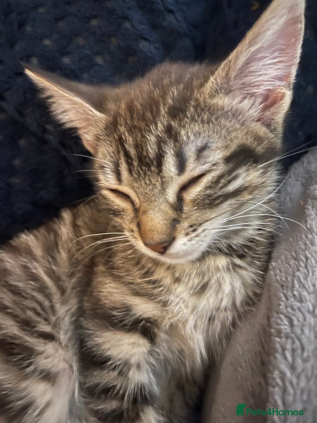 Mixed Breed cats for sale: Mixed breed kittens - Image 5