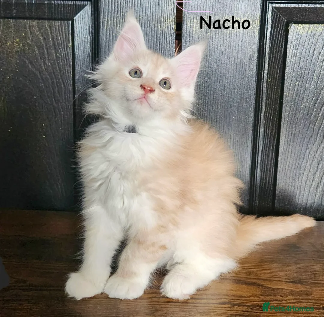 Maine Coon cats for sale: ✨ TICA Registered Maine Coon Kittens ✨ - Advert 1