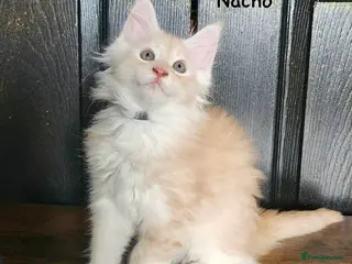 Maine Coon cats ✨ TICA Registered Maine Coon Kittens ✨ - Advert 9