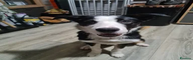 Border Collie