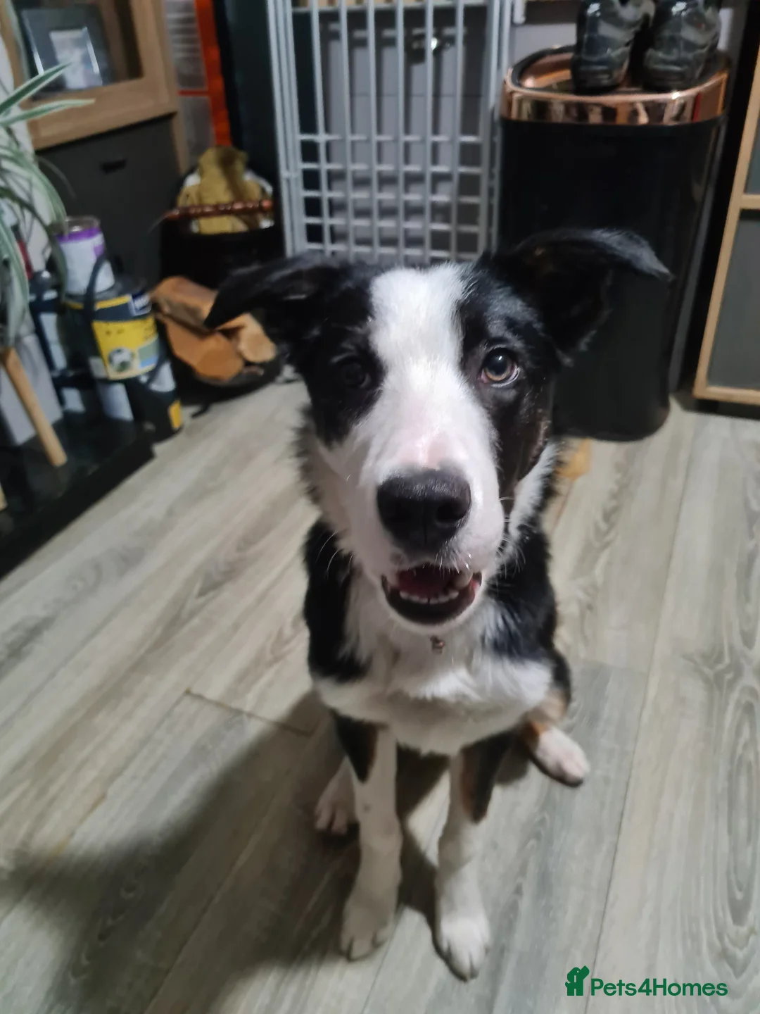 Border Collie dogs for sale: Lively Border Collie  - Advert 3