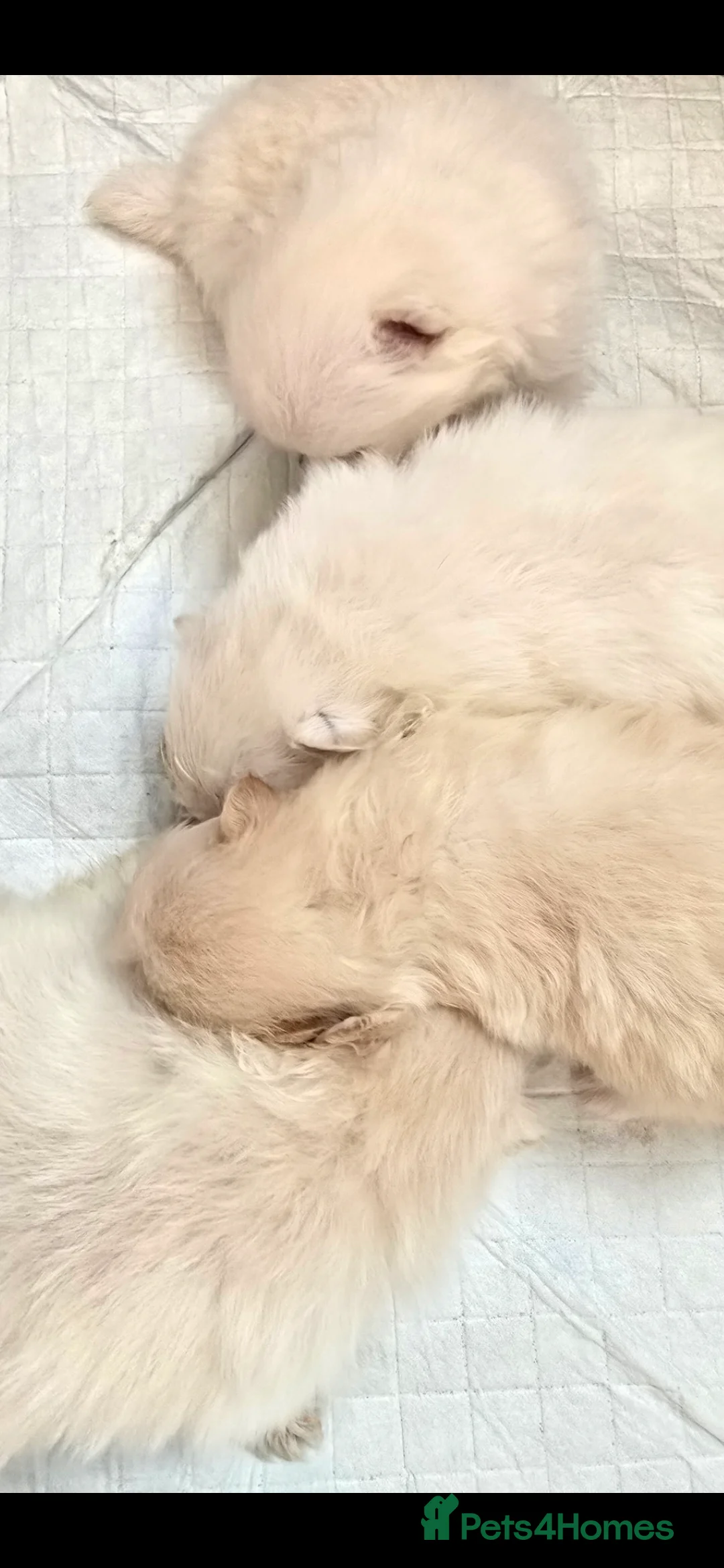 Pomeranian dogs for sale: Gorgeous KC White Pomeranians - Advert 3