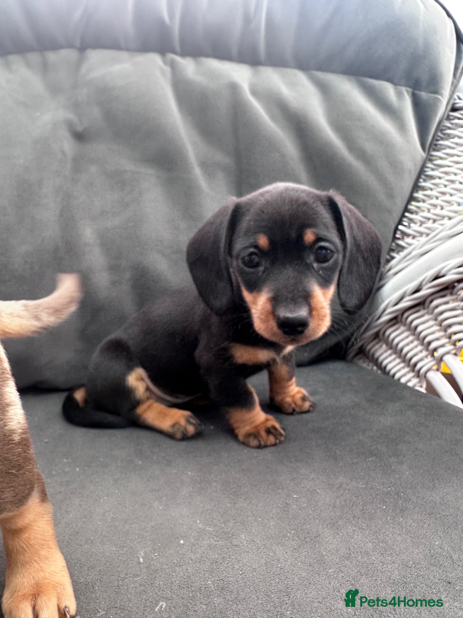 Miniature Dachshund dogs Miniature Dachshunds KC Registered - Advert 1
