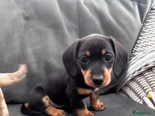 Miniature Dachshund dogs Miniature Dachshunds KC Registered - Advert 4