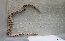 Snake reptiles for sale: Western Hognose Snakes Adults&Hatchlings - Image 18