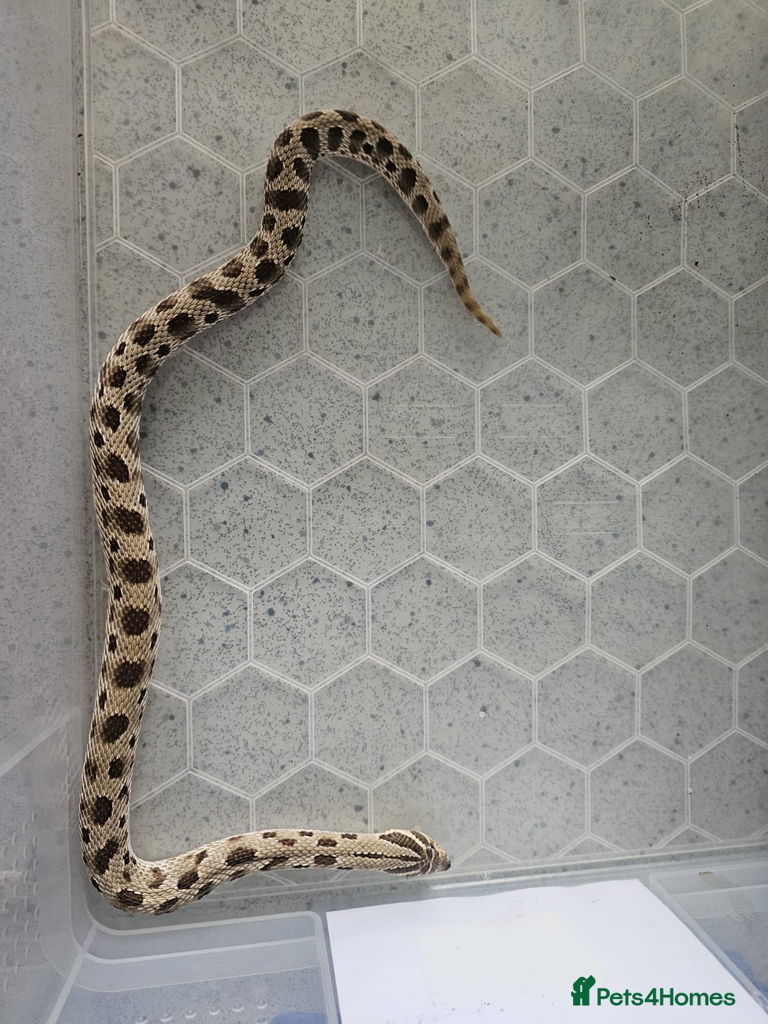 Snake reptiles for sale: Western Hognose Snakes Adults&Hatchlings - Image 18