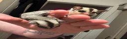 Sugar Glider rodents for sale: Male and female sugar gliders in Poulton-le-Fylde - Advert 6