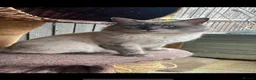 Ragdoll cats for sale: Fluffy ragdoll kitty’s  - Advert 21