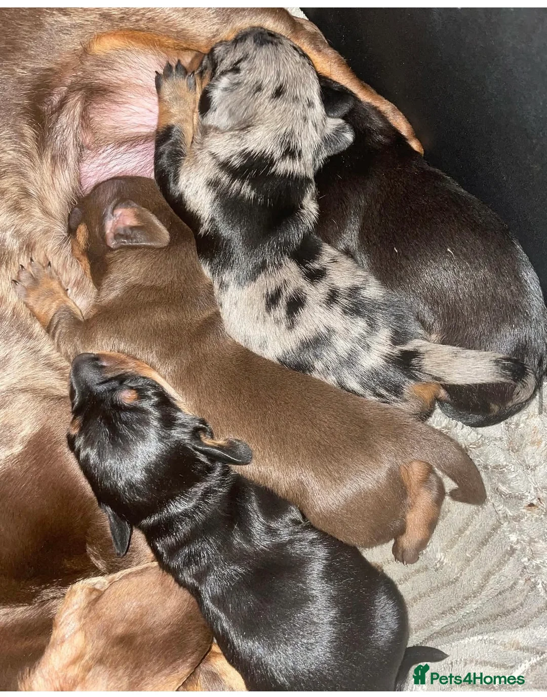 Miniature Dachshund dogs for stud: 🐾 Miniature Dachshund Stud Available 🐾 in Wrexham - Advert 4