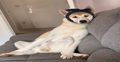 Japanese Akita Inu dogs - Advert 12