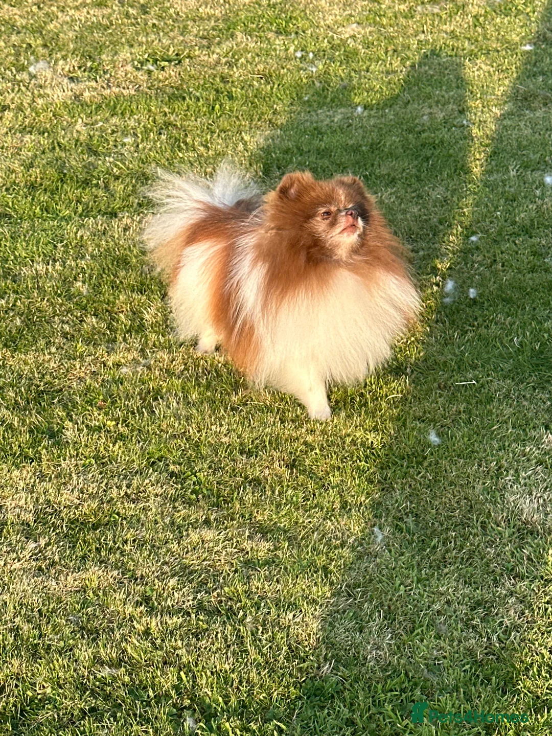 Pomeranian dogs for stud: Short and compact chocolate party colour boy in Lanark - Advert 5
