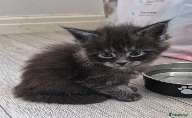 Maine Coon cats Pedigree Smoke Russian Line Mainecoons - Advert 16