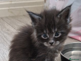 Maine Coon cats Pedigree Smoke Russian Line Mainecoons - Advert 10