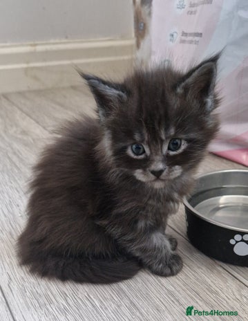 Maine Coon cats Pedigree Smoke Russian Line Mainecoons - Advert 16