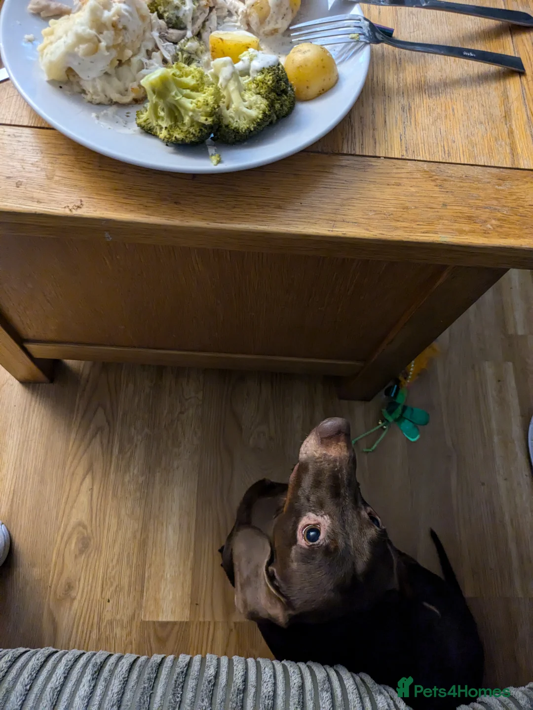 Dachshund dogs for sale: Dachshund for sale - Advert 3