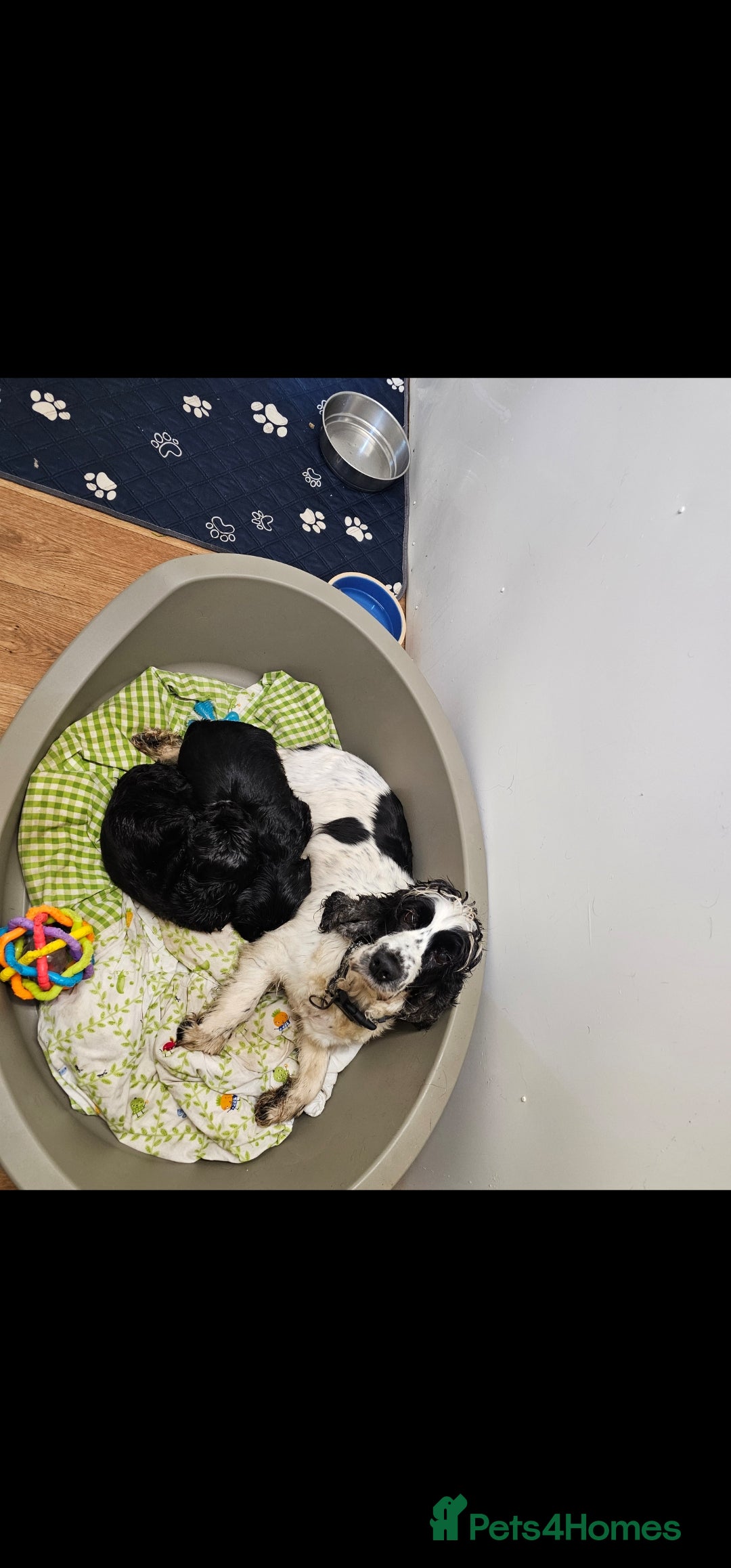 Cocker Spaniel dogs for sale: Show type Cocker Spaniel puppies  - Advert 23