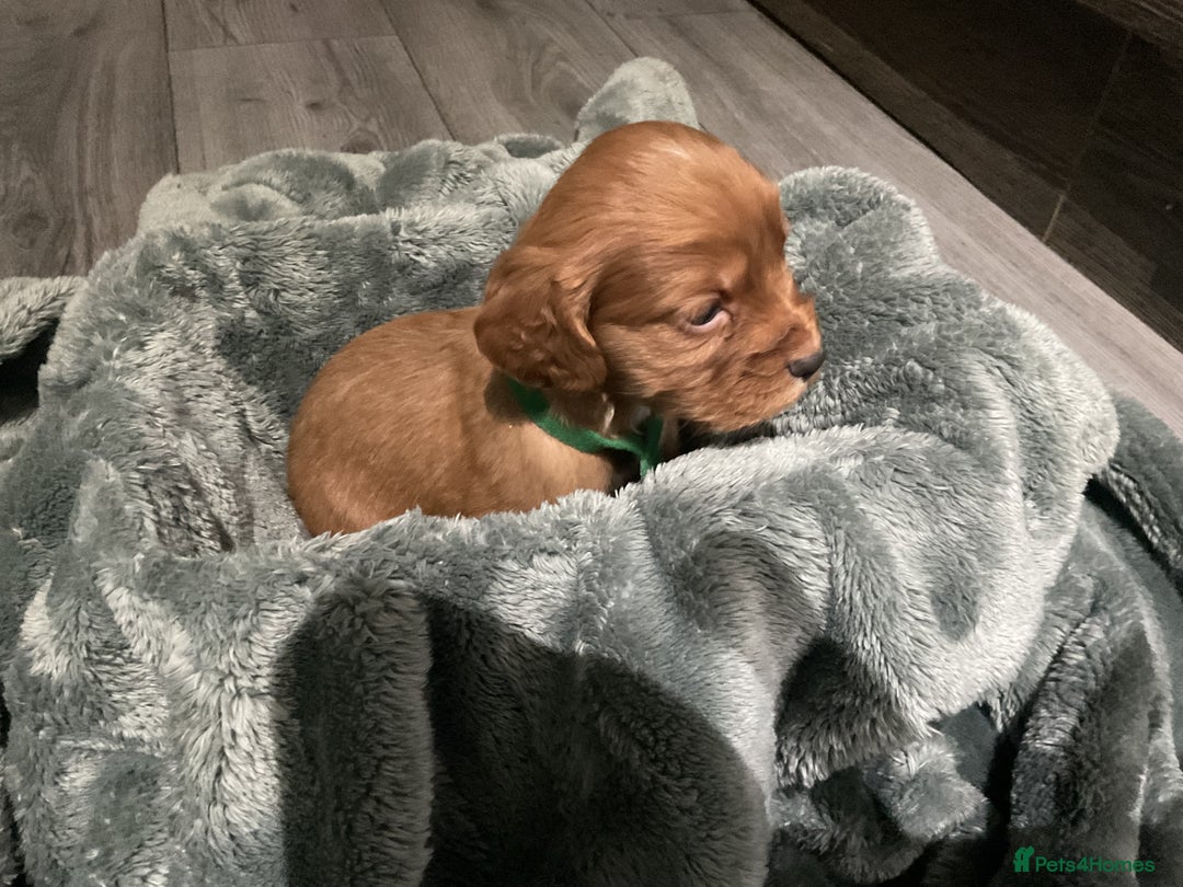 Cocker Spaniel dogs for sale: Kc cocker spaniel puppies - Advert 5