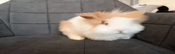 Lionhead rabbits for sale: Beautiful Double-maned Lionhead Rabbits for Sale - Advert 7