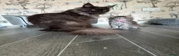 Maine Coon cats for sale: Maine coon kittens  - Advert 20