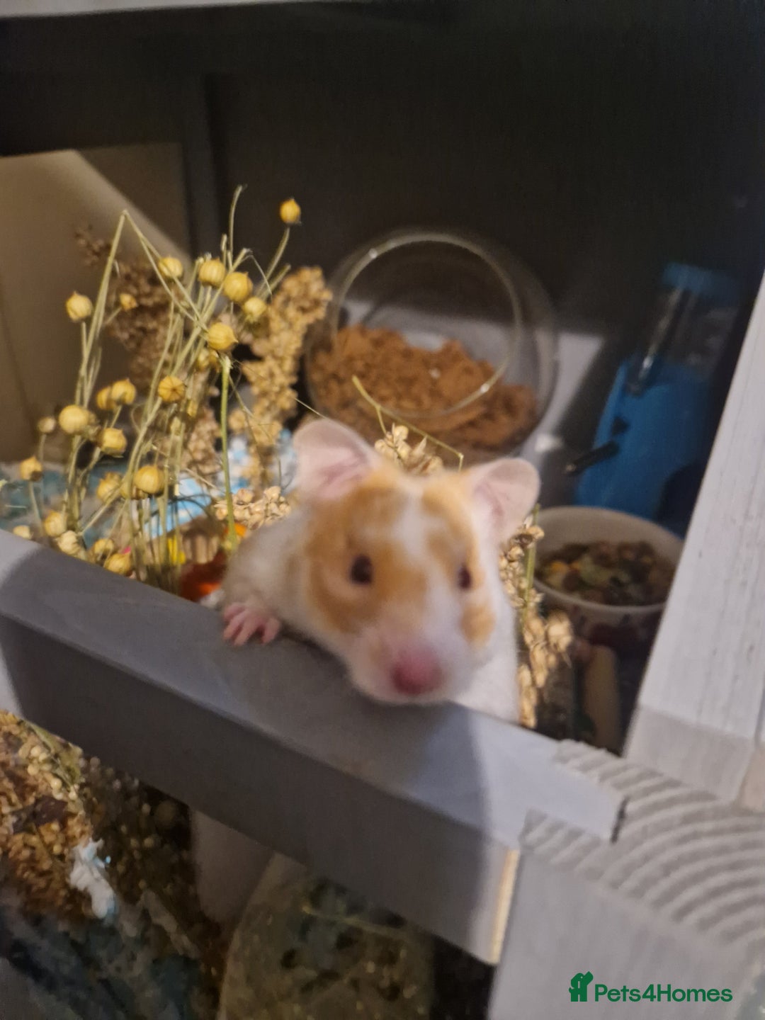Hamster rodents for sale: Hamster with cage & accessories  - Image 4