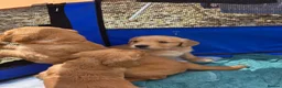 Golden Retriever dogs for sale: Stunning dark Golden retriever puppies in Boston - Advert 12
